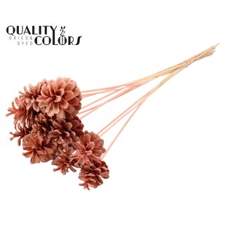 QC Gebleekte Dennenappel op stok | Kleur: Roze | Diameter 5 - 7 centimeter | Lengte ± 50 centimeter | 10 bijstekers per bos