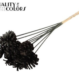 QC Gebleichter Kiefernzapfen auf Stiel | Farbe: Schwarz | Durchmesser 5 - 7 Zentimeter | Länge ± 50 Zentimeter | 10 Einstecker pro Bund
