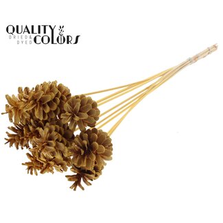QC Bleached Pine Cone on Stick | Colour: Apricot | Diameter 5 - 7 centimetres | Length ± 50 centimetres | 10 picks per bunch