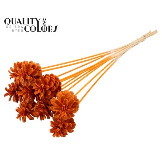 QC Bleached Pine Cone on stick | Colour: Orange | Diameter 5 - 7 centimetres | Length ± 50 centimetres | 10 picks per bunch