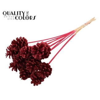 QC Bleached Pine Cone on stick | Colour: Burgundy | Diameter 5 - 7 centimetres | Length ± 50 centimetres | 10 picks per bunch