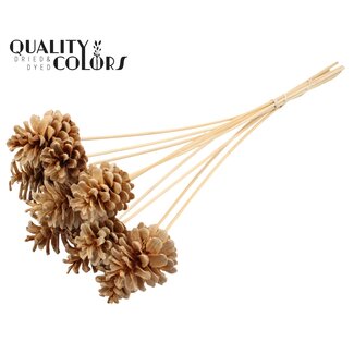QC Gebleekte Dennenappel op stok | Kleur: Naturelle | Diameter 5 - 7 centimeter | Lengte ± 50 centimeter | 10 bijstekers per bos