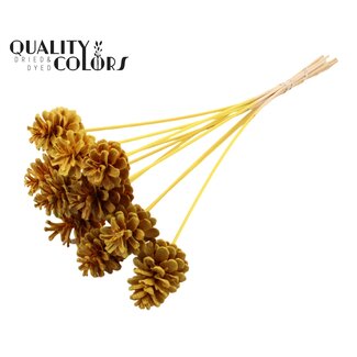 QC Bleached Pine Cone on a stick | Colour: Yellow | Diameter 5 - 7 centimetres | Length ± 50 centimetres | 10 picks per bunch