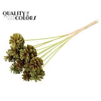 QC Gebleekte Dennenappel op stok | Kleur: Mintgroen | Diameter 5 - 7 centimeter | Lengte ± 50 centimeter | 10 bijstekers per bos
