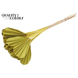 QC Dried Palm Spear Heart | Colour: Yellow | Heart-Shaped Palm Leaves | Length ± 45 centimetres | 10 stems per bunch | Per bunch