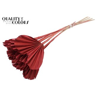 QC Dried Palm Spear Heart | Colour: Red | Heart-Shaped Palm Leaves | Length ± 45 centimetres | 10 stems per bunch | Per bunch