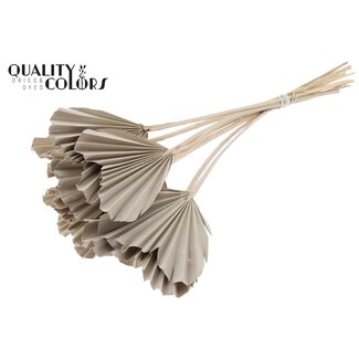 QC Gedroogde Palm Spear Heart | Kleur: Frosted Wit | Palmbladeren in Hartvorm | Lengte ± 45 centimeter | 10 takken per bos | Per bos