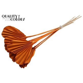 QC Gedroogde Palm Spear Heart | Kleur: Oranje | Palmbladeren in Hartvorm | Lengte ± 45 centimeter | 10 takken per bos | Per bos