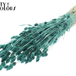 QC Phalaris séchée | Couleur : Turquoise Perle | Herbe des Canaries Fleurs séchées | Longueur ± 60 centimètres | Poids 220 grammes | Par bouquet