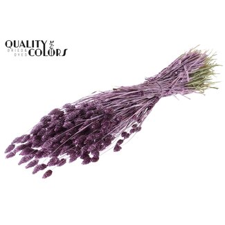 QC Getrocknete Phalaris | Farbe: Metallic Rosa | Kanariengras Trockenblumen | Länge ± 60 Zentimeter | Gewicht 220 Gramm | Pro Bund