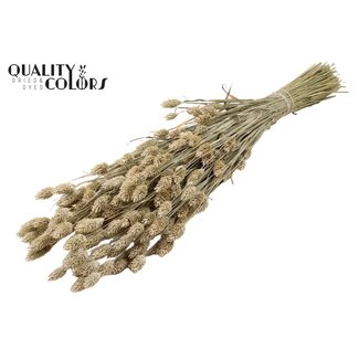 QC Getrocknete Phalaris | Farbe: Frosted Weiß | Kanariengras Trockenblumen | Länge ± 60 Zentimeter | Gewicht 220 Gramm | Pro Bund