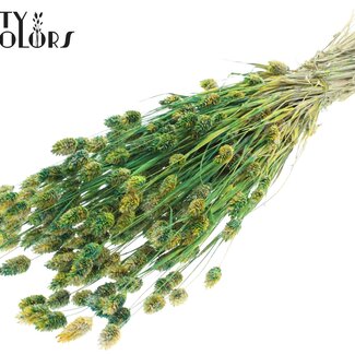 QC Gedroogde Phalaris | Kleur: Meerkleurig Groen | Kanariegras Droogbloemen | Lengte ± 60 centimeter | Gewicht 220 gram | Per bos