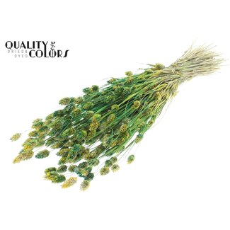 QC Dried Phalaris | Colour: Multicoloured Green | Canary Grass Dried Flowers | Length ± 60 centimetres | Weight 220 grams | Per bunch