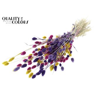 QC Gedroogde Phalaris "Kleurrijk 11" | Kleur: Gemengde Kleuren | Kanariegras Droogbloemen | Lengte ± 60 centimeter | Gewicht 220 gram | Per bos