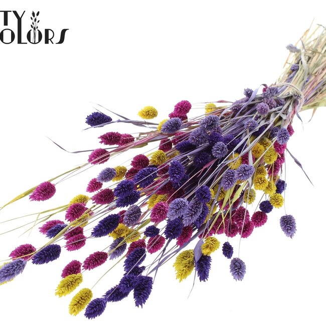 Phalaris séchée "Coloré 11" | Couleur : Couleurs mélangées | Herbe des Canaries Fleurs séchées | Longueur ± 60 centimètres | Poids 220 grammes | Par bouquet