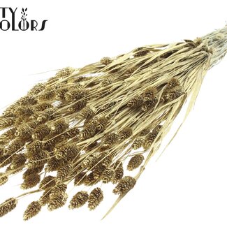 QC Gedroogde Phalaris | Kleur: Goudkleurig met Glitter | Kanariegras Droogbloemen | Lengte ± 60 centimeter | Gewicht 220 gram | Per bos