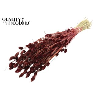 QC Getrocknete Phalaris | Farbe: Bordeauxrot | Kanariengras Trockenblumen | Länge ± 60 Zentimeter | Gewicht 220 Gramm | Pro Bund