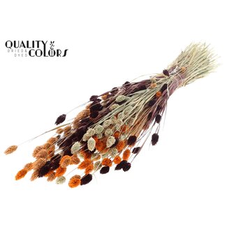 QC Getrocknete Phalaris "Bunt 3" | Farbe: Gemischte Farben | Kanariengras Trockenblumen | Länge ± 60 Zentimeter | Gewicht 220 Gramm | Pro Bund