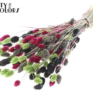 QC Phalaris séchée "Coloré 8" | Couleur : Couleurs mélangées | Herbe canari Fleurs séchées | Longueur ± 60 centimètres | Poids 220 grammes | Par bouquet