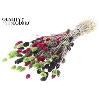 QC Dried Phalaris "Colourful 8" | Colour: Mixed Colours | Canary Grass Dried Flowers | Length ± 60 centimetres | Weight 220 grams | Per bunch