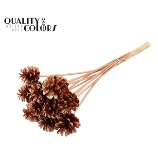 QC Pine cone on stick | Colour: Copper-coloured | Diameter 5 - 7 centimetres | Length ± 50 centimetres | 10 picks per bunch
