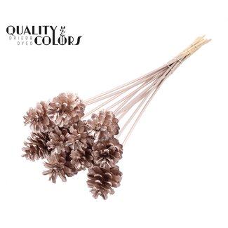 QC Pine cone on stick | Colour: Champagne-coloured | Diameter 5 - 7 centimetres | Length ± 50 centimetres | 10 picks per bunch