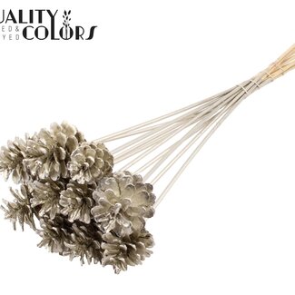 QC Pine cone on stick | Colour: Platinum-coloured | Diameter 5 - 7 centimetres | Length ± 50 centimetres | 10 picks per bunch
