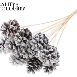 QC Pine cone on stick | Colour: Natural with Snow | Diameter 5 - 7 centimetres | Length ± 50 centimetres | 10 picks per bunch