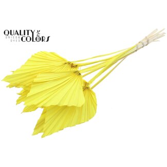 QC Getrocknete Gebleichte Palm Spear | Farbe: Gelb | Palmblätter in Speerform | Länge ± 55 Zentimeter | 10 Zweige pro Bund | Pro Bund