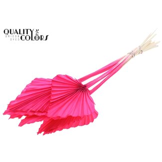 QC Getrockneter Gebleichter Palm Speer | Farbe: Kirschfarben | Palmblätter in Speerform | Länge ± 55 Zentimeter | 10 Stiele pro Bund | Pro Bund