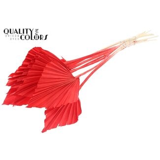 QC Dried Bleached Palm Spear | Colour: Red | Palm Leaves in Spear Shape | Length ± 55 centimetres | 10 stems per bunch | Per bunch