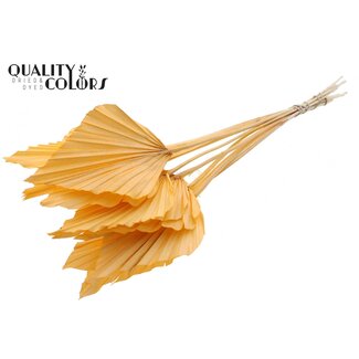 QC Gedroogde Gebleekte Palm Spear | Kleur: Zalmkleurig | Palmbladeren in Speervorm | Lengte ± 55 centimeter | 10 takken per bos | Per bos