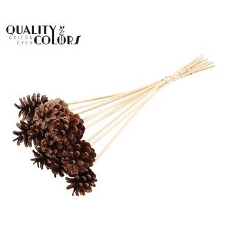 QC Pine cone on stick | Colour: Natural Brown | Diameter 5 - 7 centimetres | Length ± 50 centimetres | 10 picks per bunch