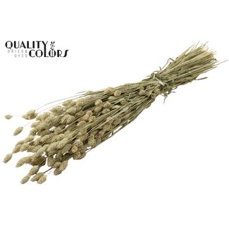 QC Getrocknete Phalaris | Farbe: Natur | Kanariengras Trockenblumen | Länge ± 60 Zentimeter | Gewicht 220 Gramm | Pro Bund