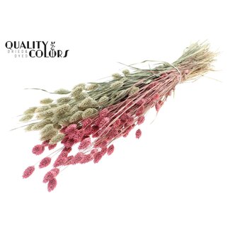 QC Getrocknete Phalaris | Farbe: Zweifarbig Frosted Rosa | Kanariengras Trockenblumen | Länge ± 60 Zentimeter | Gewicht 220 Gramm | Pro Bund