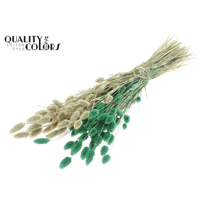 Phalaris séchée | Couleur : Bicolore Menthe Givrée | Herbe des Canaries Fleurs séchées | Longueur ± 60 centimètres | Poids 220 grammes | Par bouquet