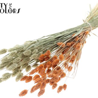 QC Phalaris séchée | Couleur : Bicolore Saumon Givré | Herbe des Canaries Fleurs séchées | Longueur ± 60 centimètres | Poids 220 grammes | Par bouquet