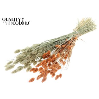 QC Gedroogde Phalaris | Kleur: Tweekleurig Frosted Zalmkleurig | Kanariegras Droogbloemen | Lengte ± 60 centimeter | Gewicht 220 gram | Per bos