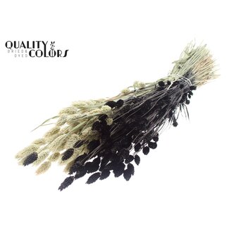 QC Dried Phalaris | Colour: Two-tone Black | Canary Grass Dried Flowers | Length ± 60 centimetres | Weight 220 grams | Per bunch