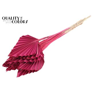 QC Dried Palm Spear | Colour: Cherry | Spear-Shaped Palm Leaves | Length ± 50 centimetres | 10 stems per bunch | Per bunch