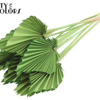 QC Gedroogde Palm Spear | Kleur: Lichtgroen | Palmbladeren in Speervorm | Lengte ± 50 centimeter | 10 takken per bos | Per bos
