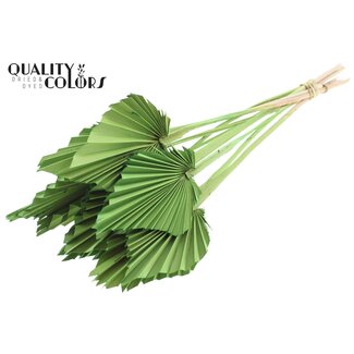 QC Dried Palm Spear | Colour: Light Green | Spear-Shaped Palm Leaves | Length ± 50 centimetres | 10 stems per bunch | Per bunch