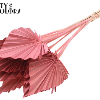 QC Palmier Séché en Lance | Couleur : Corail | Feuilles de Palmier en Forme de Lance | Longueur ± 50 centimètres | 10 tiges par bouquet | Par bouquet