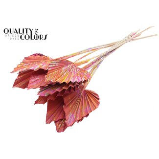 QC Palmier Séché en Lance | Couleur : Multicolore Cerise | Feuilles de Palmier en Forme de Lance | Longueur ± 50 centimètres | 10 tiges par bouquet | Par bouquet