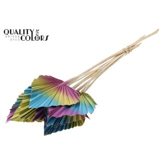 QC Palmier Séché en Lance | Mélange Ibiza | Couleur : Couleurs Mixtes | Feuilles de Palmier en Forme de Lance | Longueur ± 50 centimètres | 10 tiges par bouquet | Par bouquet