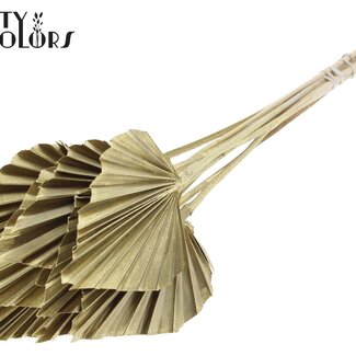 QC Gedroogde Palm Spear | Kleur: Goudkleurig | Palmbladeren in Speervorm | Lengte ± 50 centimeter | 10 takken per bos | Per bos