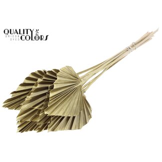 QC Getrockneter Palmenspeer | Farbe: Goldfarben | Palmblätter in Speerform | Länge ± 50 Zentimeter | 10 Zweige pro Bund | Pro Bund