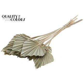 QC Getrockneter Palmenspeer | Farbe: Natürliches Grün | Palmblätter in Speerform | Länge ± 50 Zentimeter | 10 Zweige pro Bund | Pro Bund