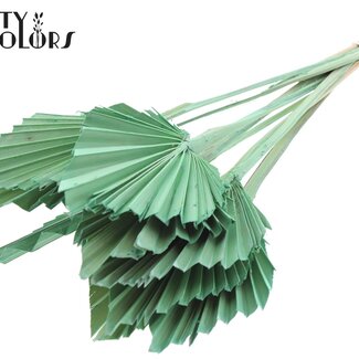 QC Dried Palm Spear | Colour: Frosted Mint Green | Spear-Shaped Palm Leaves | Length ± 50 centimetres | 10 stems per bunch | Per bunch