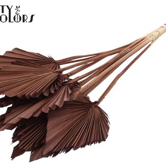 QC Dried Palm Spear | Colour: Brown | Palm Leaves in Spear Shape | Length ± 50 centimetres | 10 stems per bunch | Per bunch